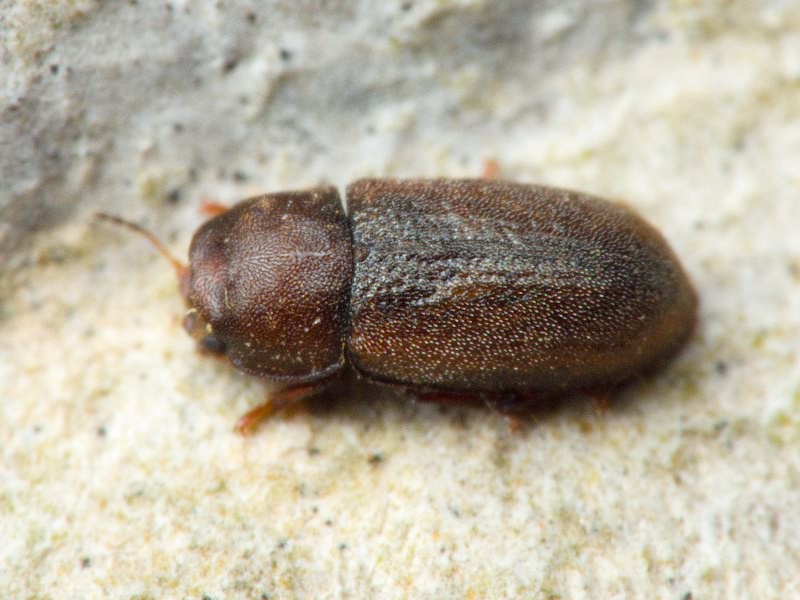 Cis rugulosus Mellié, 1848